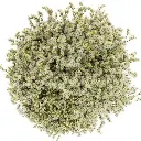 M25 Limonium Caspia White Pina Colada
