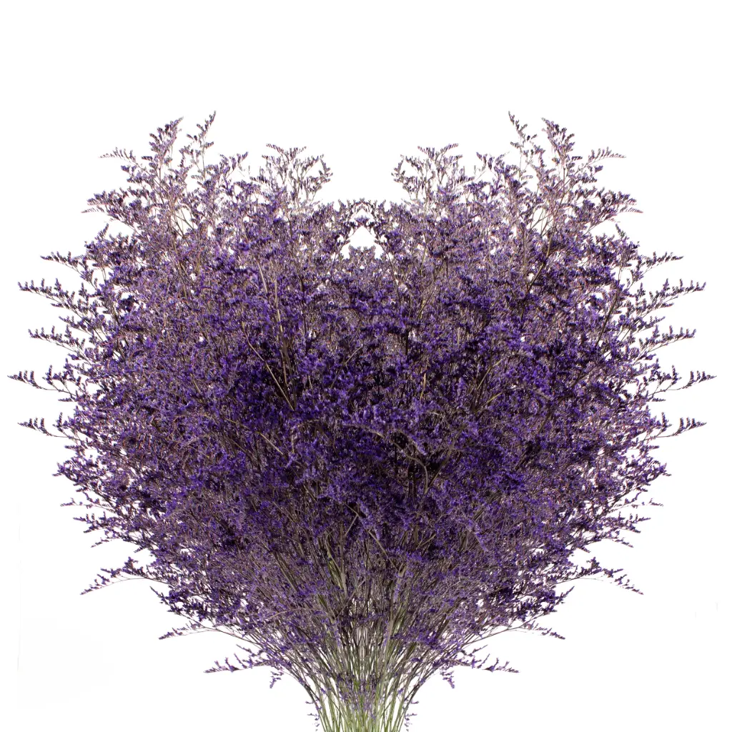 M25 Limonium Caspia Purple 