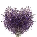 M25 Limonium Caspia Purple 