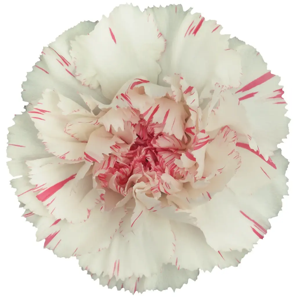 (B) V26 Lg Carnations Bi-Color White/Pink Komachi 