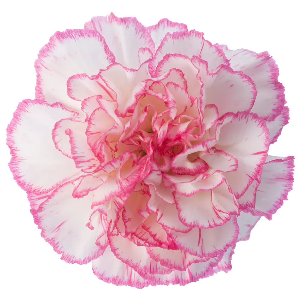 M26 Lg Carnations Pink/White Komachi 