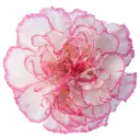 M26 Lg Carnations Pink/White Komachi 