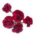 AL26 Mini Carnations Burgundy Merlot