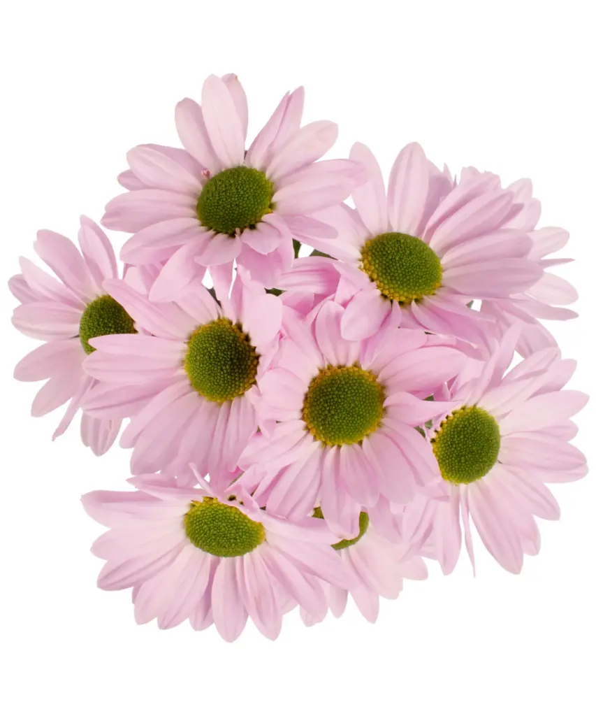 AL26 Daisies Pink Top Dollar