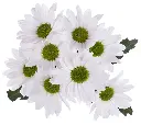 M25 Daisies White Top Dollar 