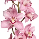 M25 Cymbidium Pink Candy 
