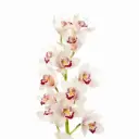 M26 Mini Cymbidium White