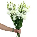 M25 Lisianthus White Double 