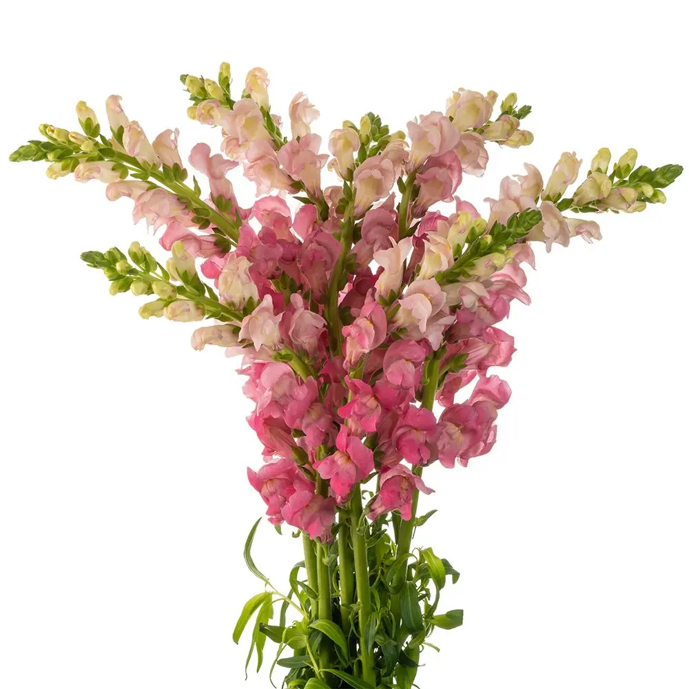 Snap Dragon Pink