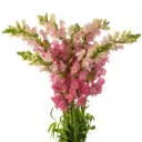 Snap Dragon Pink