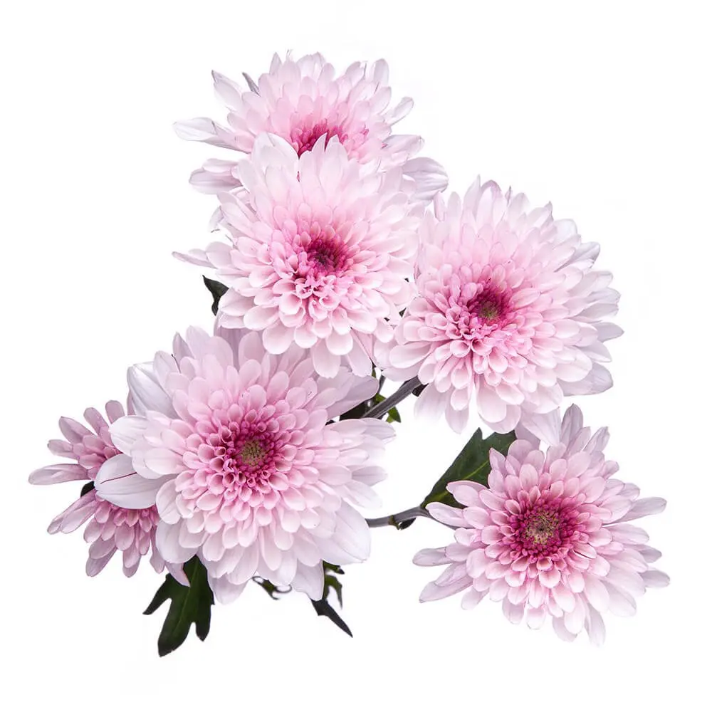 Chrysanthemums Bi-Color Purple/Pink Trissia