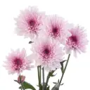 Chrysanthemums Purple/Pink Trissia