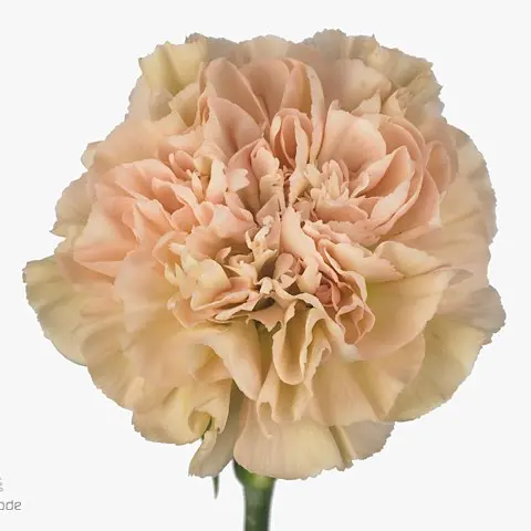  LG Carnations Terra Legue Marrone