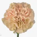  LG Carnations Terra Legue Marrone