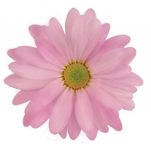 Daisies Pink Atlantis