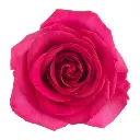 50cm Roses Deep Pink Floyd  