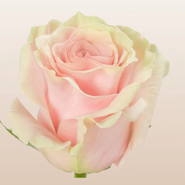 50cm Roses Light Pink Mondial