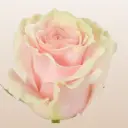 50cm Roses Light Pink Mondial
