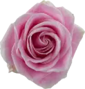 50cm Roses Rosita Vendela 