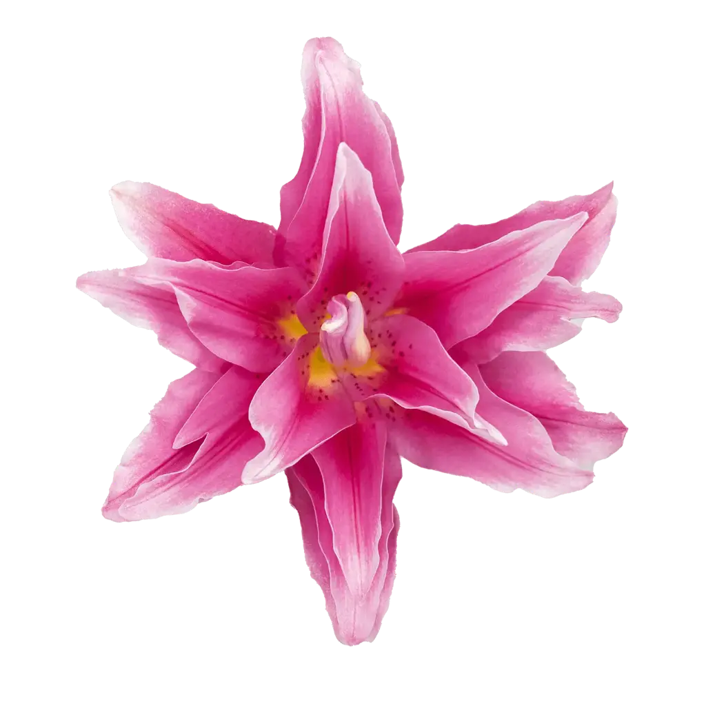 Roselilies Bright Pink Elena 