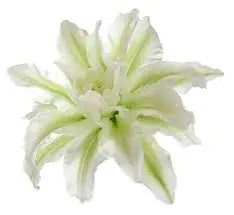 Roselilies  White Ramona