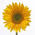 Vincent Sunflowers Medium (Yellow)