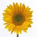 Vincent Sunflowers Medium (Yellow)