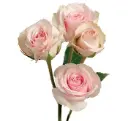 Spray Roses Pink StarBlush 