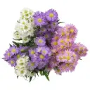 26TH 80cm Asters Assorted (5st)  