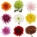 26TH 70cm Cremons Assorted