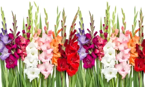 Gladiolus Assorted