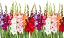 Gladiolus Assorted