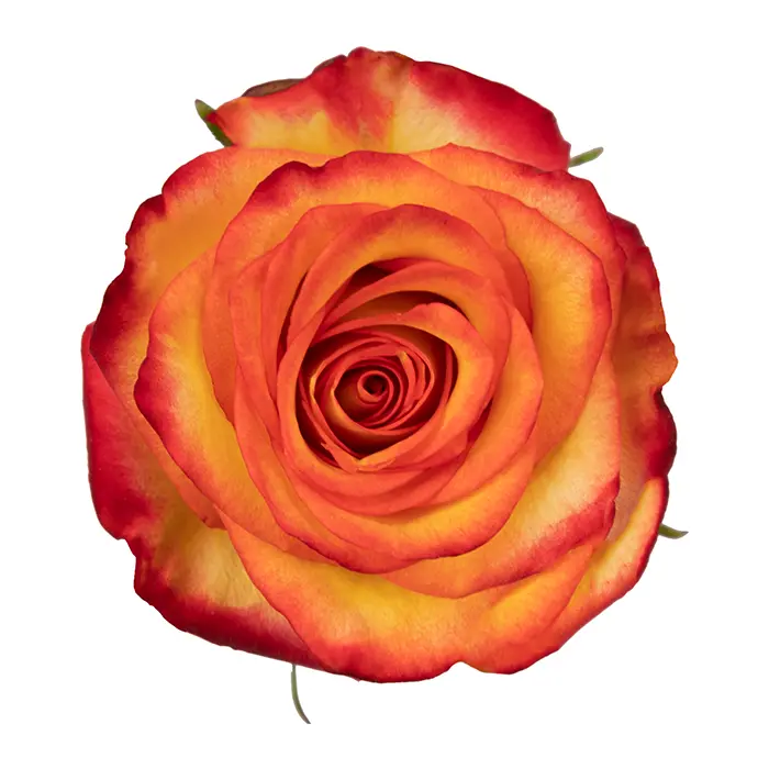 50cm Roses Orange/Yellow High & Magic