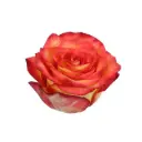 26TH 50cm Roses Orange High & Magic