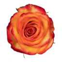 50cm Roses Orange/Yellow High & Magic