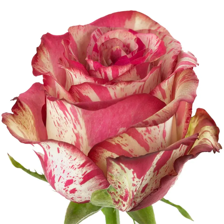 26TH 50cm Roses Pink Magic Times