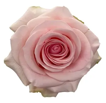 40cm Rose Pink Novia 