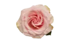40cm Rose Light Pink Novia 