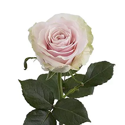 40cm Rose Pink Mondial 