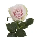 26TH 50cm Rose Pink Mondial 