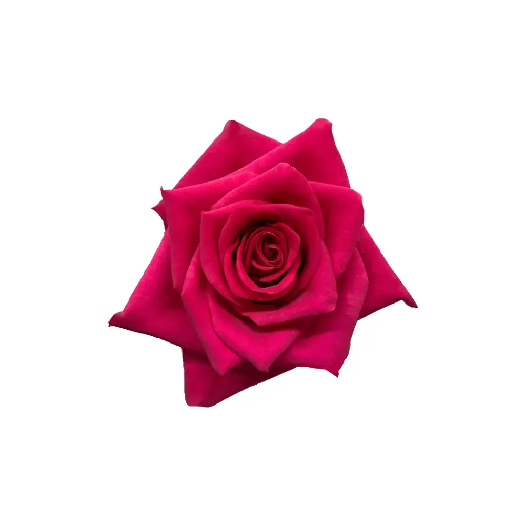 50cm Rose Hot Pink Explorer
