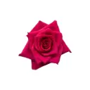 26TH 50cm Rose Deep Pink Explorer  