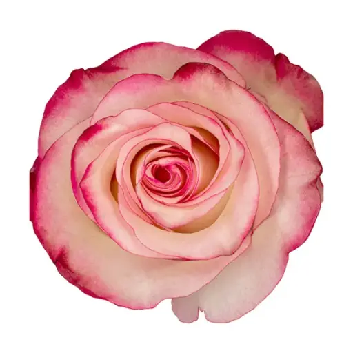 40cm Roses Bi-Color Pink/White Paloma  