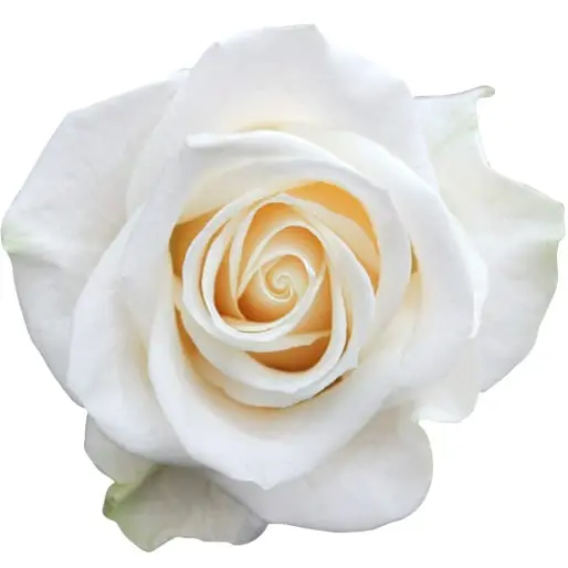 60cm Roses White Vendela  
