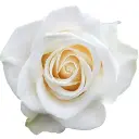 60cm Roses White Vendela  