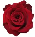 26TH 40cm Rose Red Explorer