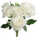 26TH Spray Roses White Viviane/S. Dreams 