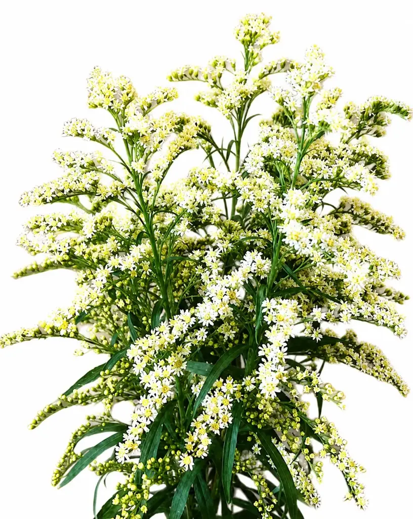 Solidago Romantic Glory 