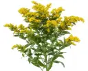 26TH Solidago Yellow Carnival
