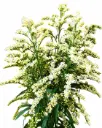 Solidago Romantic Glory 